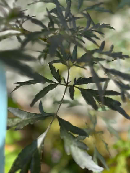 Photo of free Sambucas Black Lace seedling. (Hoddesdon EN11) #4