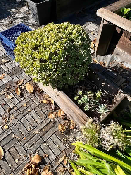 Photo of free 2 succulent planters (Lawrence Expwy & Monroe Street) #2