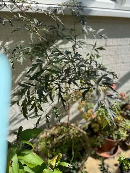 Photo of free Sambucas Black Lace seedling. (Hoddesdon EN11) #2