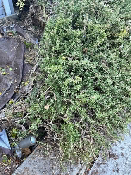 Photo of free Rosemary bushes (edible) (Lawrence Expwy & Monroe Street) #3
