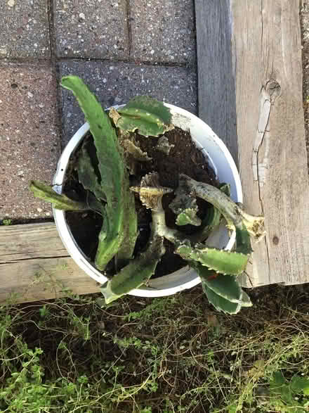 Photo of free Succulents (Hunt Club & Conroy) #2