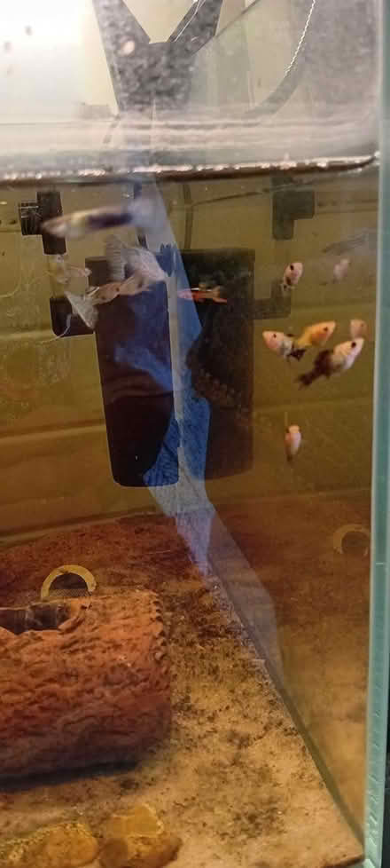 Photo of free Young orange and black mollies (Bognor Regis PO21) #3