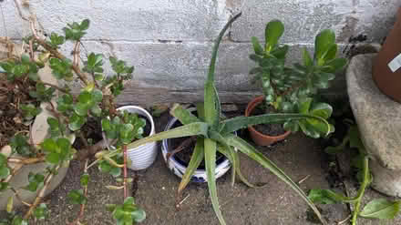 Photo of free House plants (Deeside CH51TA) #1