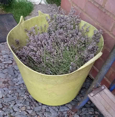 Photo of free Lavender Prunings (Sturry CT2) #1