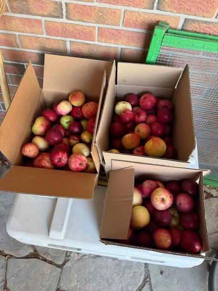 Photo of free Apples (Old Barrhaven) #1
