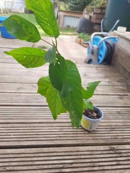 Photo of free Wild cherry sapling (Caldecott OX14) #1