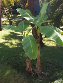 Photo of Hardy Banana Plant Musa Basjoo (Bracknell RG12) #1
