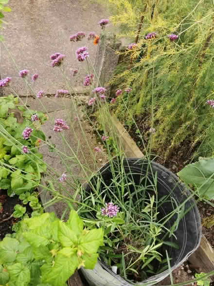Photo of free plants verbena bonariensis (M35 Failsworth, Manchester) #1