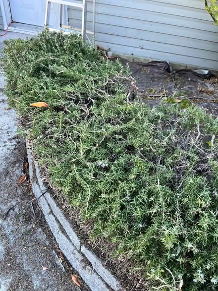 Photo of free Rosemary bushes (edible) (Lawrence Expwy & Monroe Street) #2