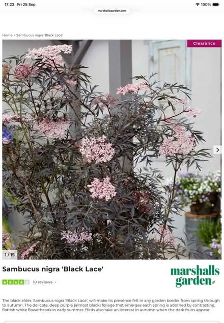 Photo of free Sambucas Black Lace seedling. (Hoddesdon EN11) #3