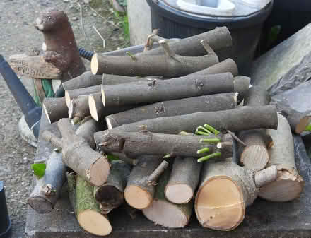 Photo of free Cut Timber for Wood Burner (Hollingthorpe WF4) #2