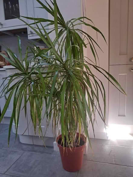 Photo of free Dragon Tree (Woodley RG5) #1