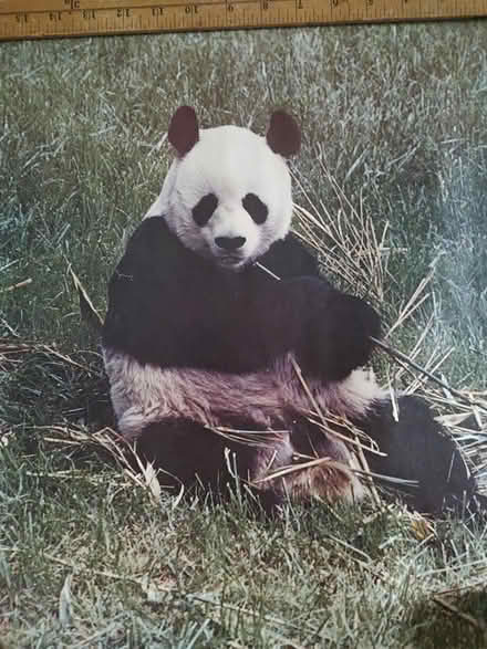 Photo of free Panda poster (Odenton) #1