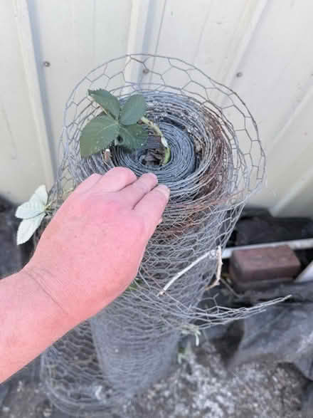 Photo of free Nearly full roll of chicken wire (Little Heath RG31) #2