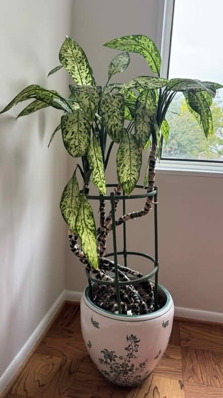 Photo of free Tall Plant (Falls Church City) #1