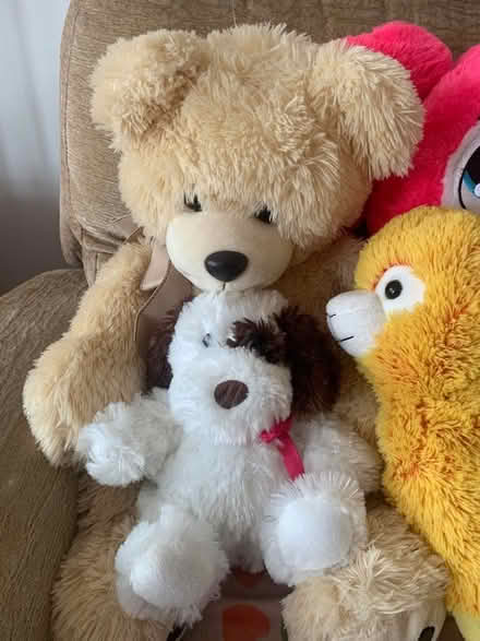 Photo of free Selection of large soft toys (Thorpe Marriot NR8) #2
