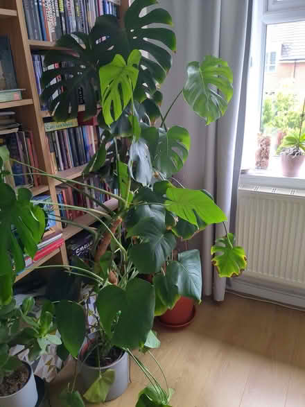Photo of free Two large-ish Monsteras (over 5') (Chertsey KT15) #1