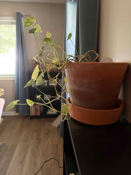 Photo of free House plants 🪴 (Near Seven Mile and Farmington) #2