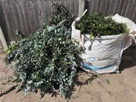 Photo of free Eucalyptus branches (Swarkestone DE73) #1
