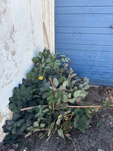 Photo of free Green garden waste - compost/mulch (Cheltenham, GL50) #1