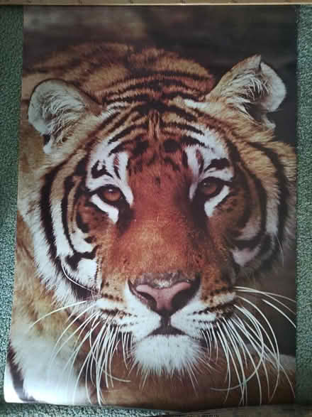 Photo of free Vintage Poster (tiger) (Odenton) #1