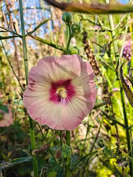 Photo of free Seeds - peachy pink hollyhock (Welwyn Garden City AL7) #1