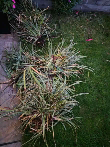 Photo of free Carex grass (Bramley LS13) #3