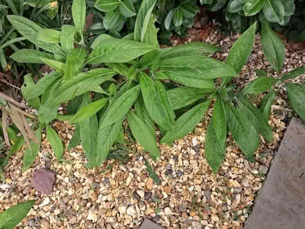 Photo of free Giant echium plants for bees (Broadsands TQ4) #2