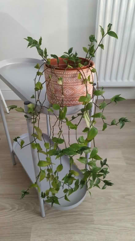Photo of free Indoor plant (BS16 2NU) #1