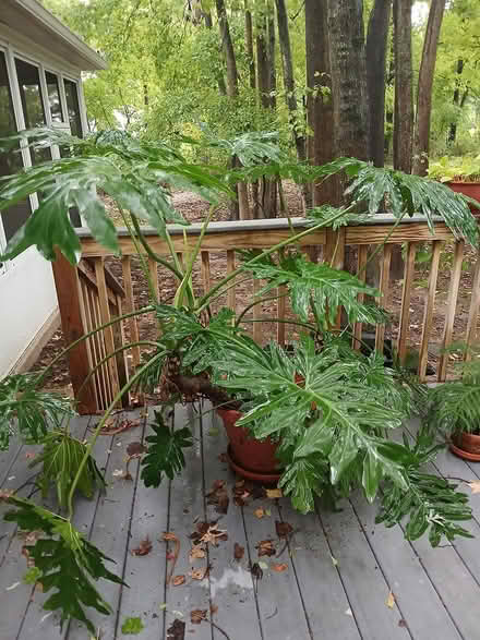 Photo of free Large indoor plants (Yardley (LMT)) #2