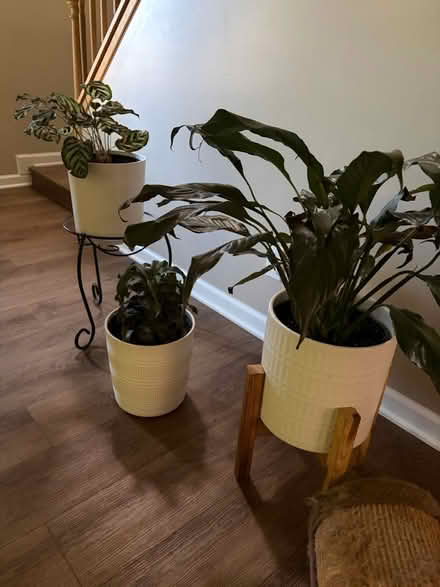 Photo of free House plants 🪴 (Near Seven Mile and Farmington) #1