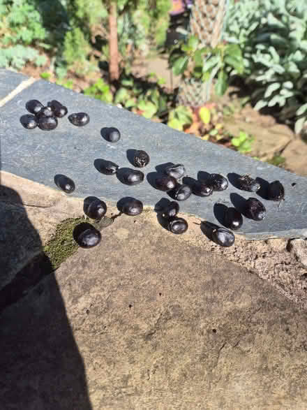 Photo of free Yellow Tree Paeony seeds (Northfield B31) #1