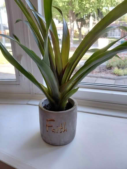 Photo of free Bromeliad - recently re-potted (Appleby/New Street, Burlington) #1