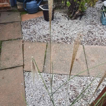 Photo of free Miscanthus (Southport PR9) #1