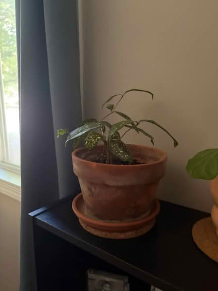 Photo of free House plants 🪴 (Near Seven Mile and Farmington) #3