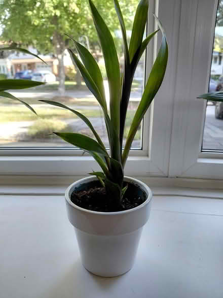 Photo of free Bromeliad - recently re-potted (Appleby/New Street, Burlington) #2