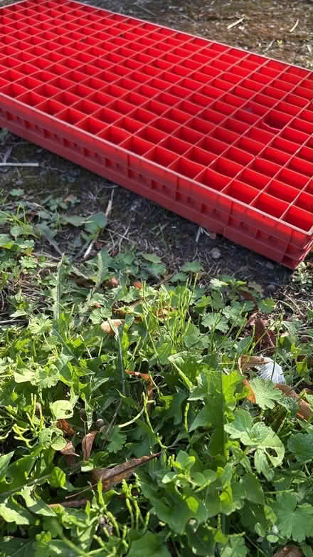 Photo of free Plastic plant trays 240 cells (South Derbyshire DE73) #2