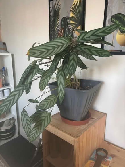 Photo of free Plant (Catford SE6) #1