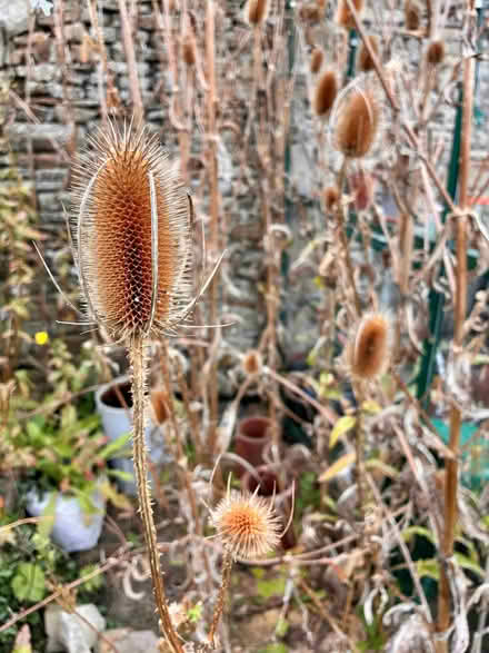 Photo of free Teasels (Gressingham LA2) #1