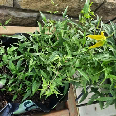Photo of free Clematis seedling. (Southport PR9) #1
