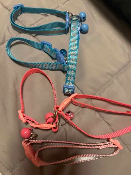 Photo of free 6 cat collars (Wivenhoe CO7) #1