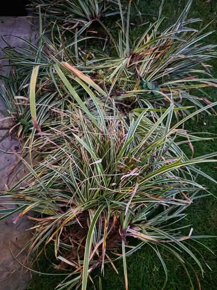 Photo of free Carex grass (Bramley LS13) #2
