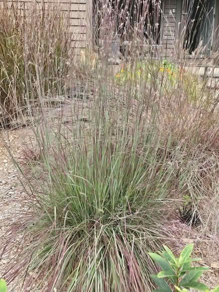 Photo of free Decorative grass (Poughkeepsie/Hyde Park) #1
