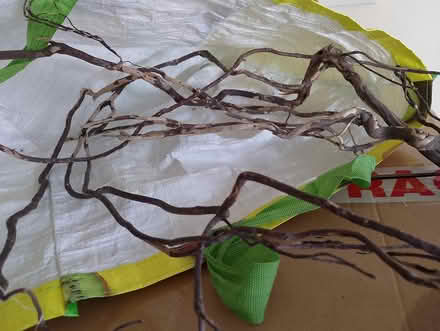 Photo of free Tree Roots for aquarium (Waterlooville PO8) #1