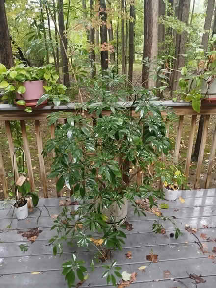Photo of free Large indoor plants (Yardley (LMT)) #1