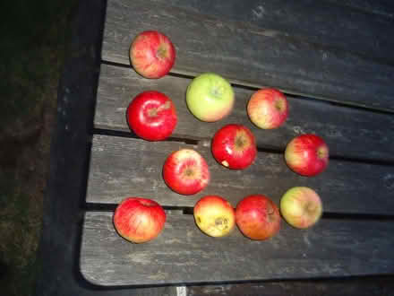Photo of free Red cooking apples, organically grown (Willingdon BN20) #1