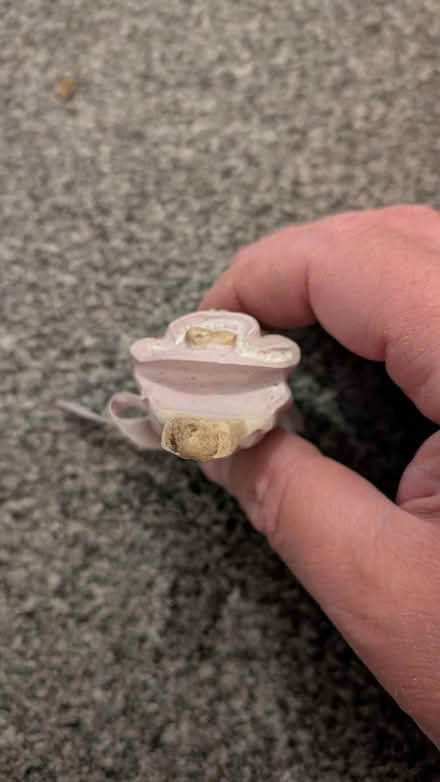 Photo of free Plant pot mouse (NN3 8XJ) #3