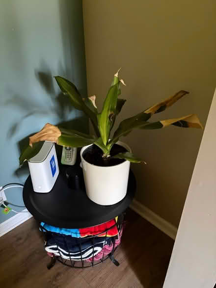 Photo of free House plants 🪴 (Near Seven Mile and Farmington) #2