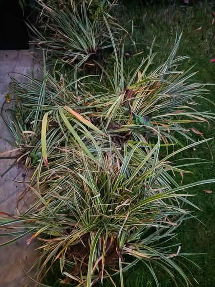Photo of free Carex grass (Bramley LS13) #1