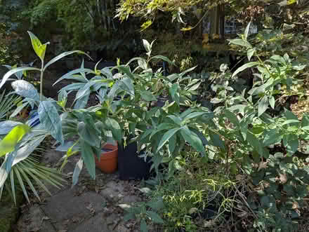 Photo of free large buddleia shrub (Cottingley BD16) #1